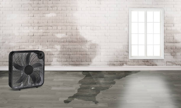 Best Flood restoration services  in Nogales, AZ